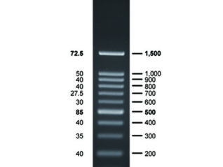 Thang Chuẩn DNA 100bp (BH 100bp DNA Ladder RTU)